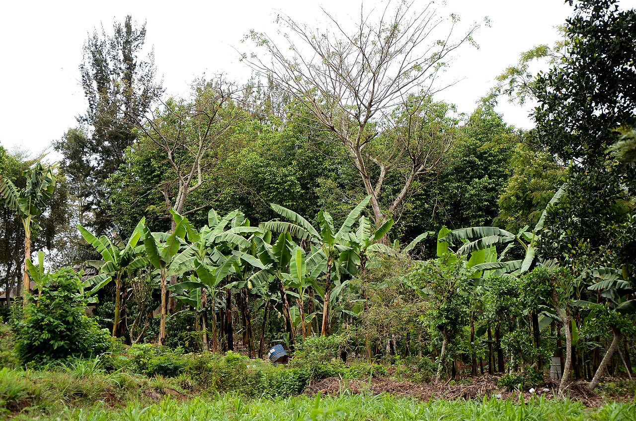 agroforestry